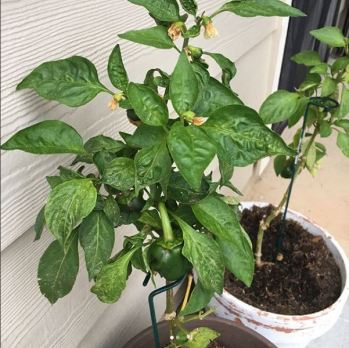 Bell Pepper Plants 2