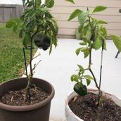 Bell Pepper Plants